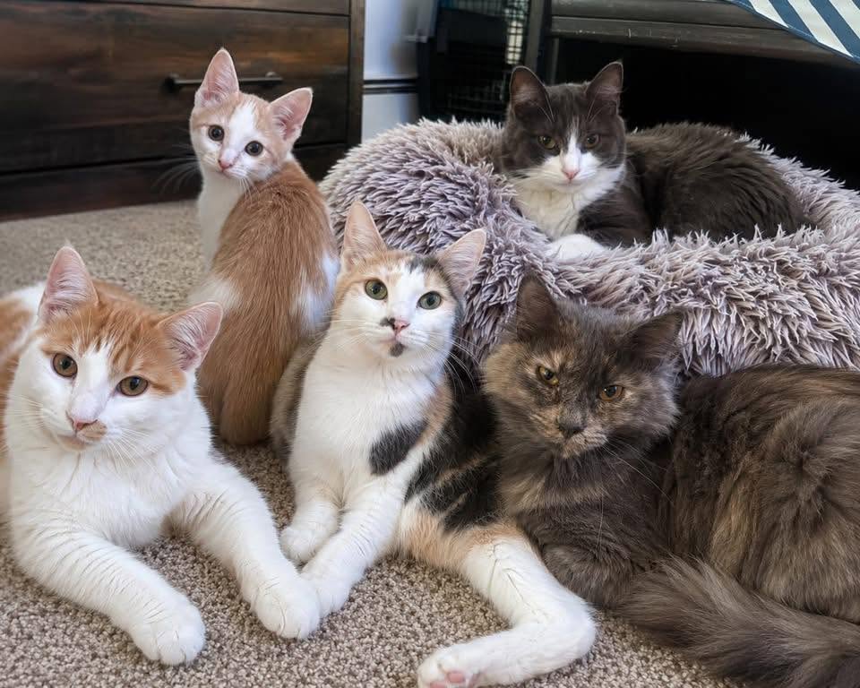 Five rescued cats relaxing together in a cozy foster home